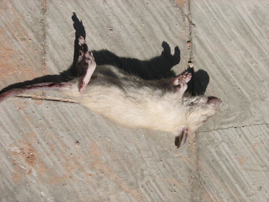 Ratto dei tetti (Rattus rattus)